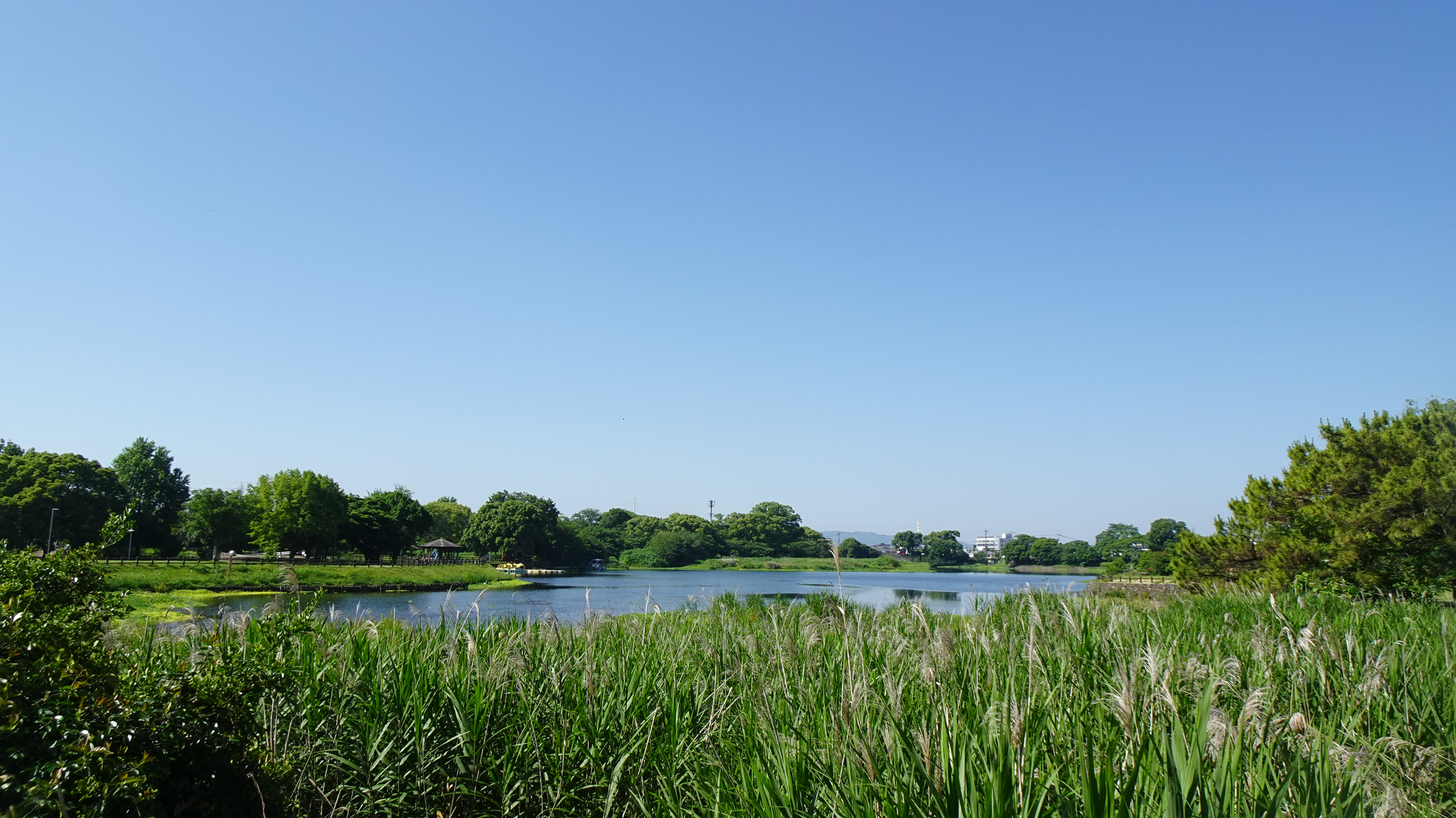 １年理数科 ＳＳⅠ 「江津湖の水環境と生物」